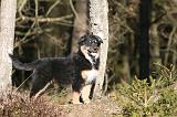 BERGER AUSTRALIEN PUPPIES 627